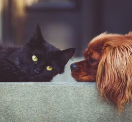 Cannabis per animali domestici