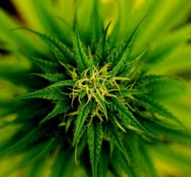 Come usare la marijuana come medicina alternativa