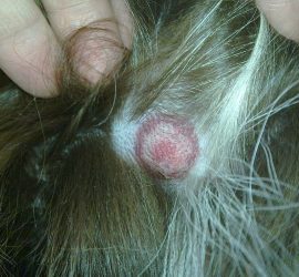 La cannabis contro la mallattia di Lyme