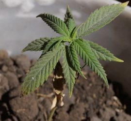 Substrato per la coltivazione della Marjiuana