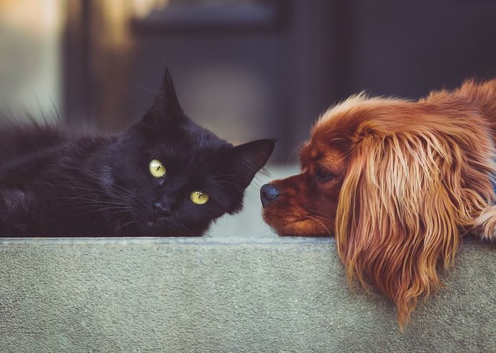 Cannabis per animali domestici