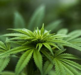 Cannabis sativa