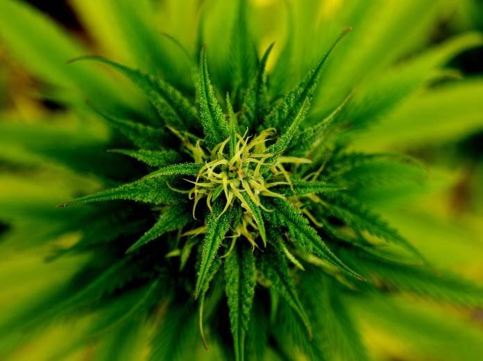 Come usare la marijuana come medicina alternativa