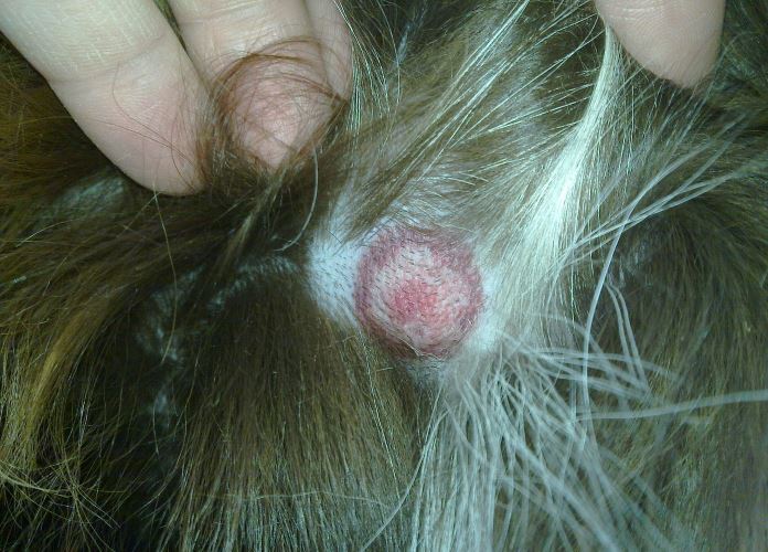 La cannabis contro la mallattia di Lyme