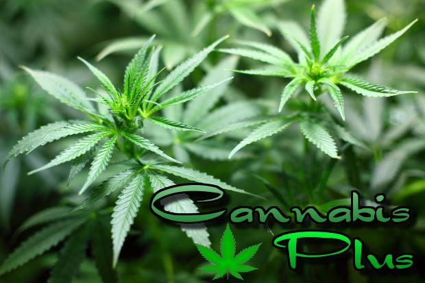 Piante di Cannabis