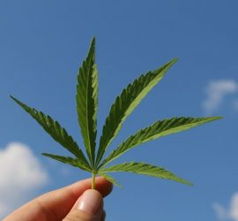 Falsi miti sulla marijuana