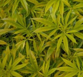 Cannabis Green crack