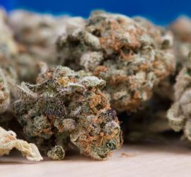 Scadenza della Cannabis
