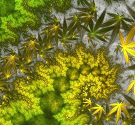 Cannabis e importanza per la scienza