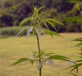 Coltivazione indoor e outdoor della marijuana