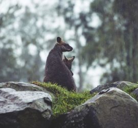 Australia - Aperta la prima serra di cannabis