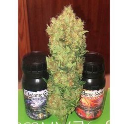 Fertilizzante per un miglior fiore di Marijuana