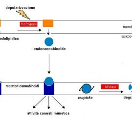 Sistema endocannabinoide