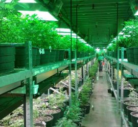 Intensità della luce per migliorare la coltivazione della cannabis