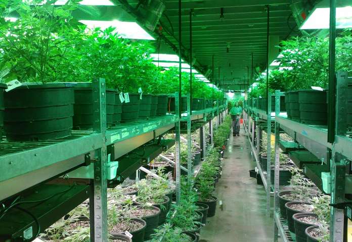 Intensità della luce per migliorare la coltivazione della cannabis