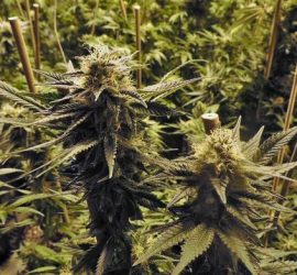 Come non far morire le piante di Marijuana