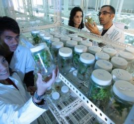 Quali sono i diversi tipi di cannabis sintetica