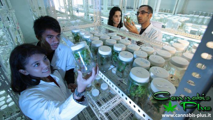 Quali sono i diversi tipi di cannabis sintetica
