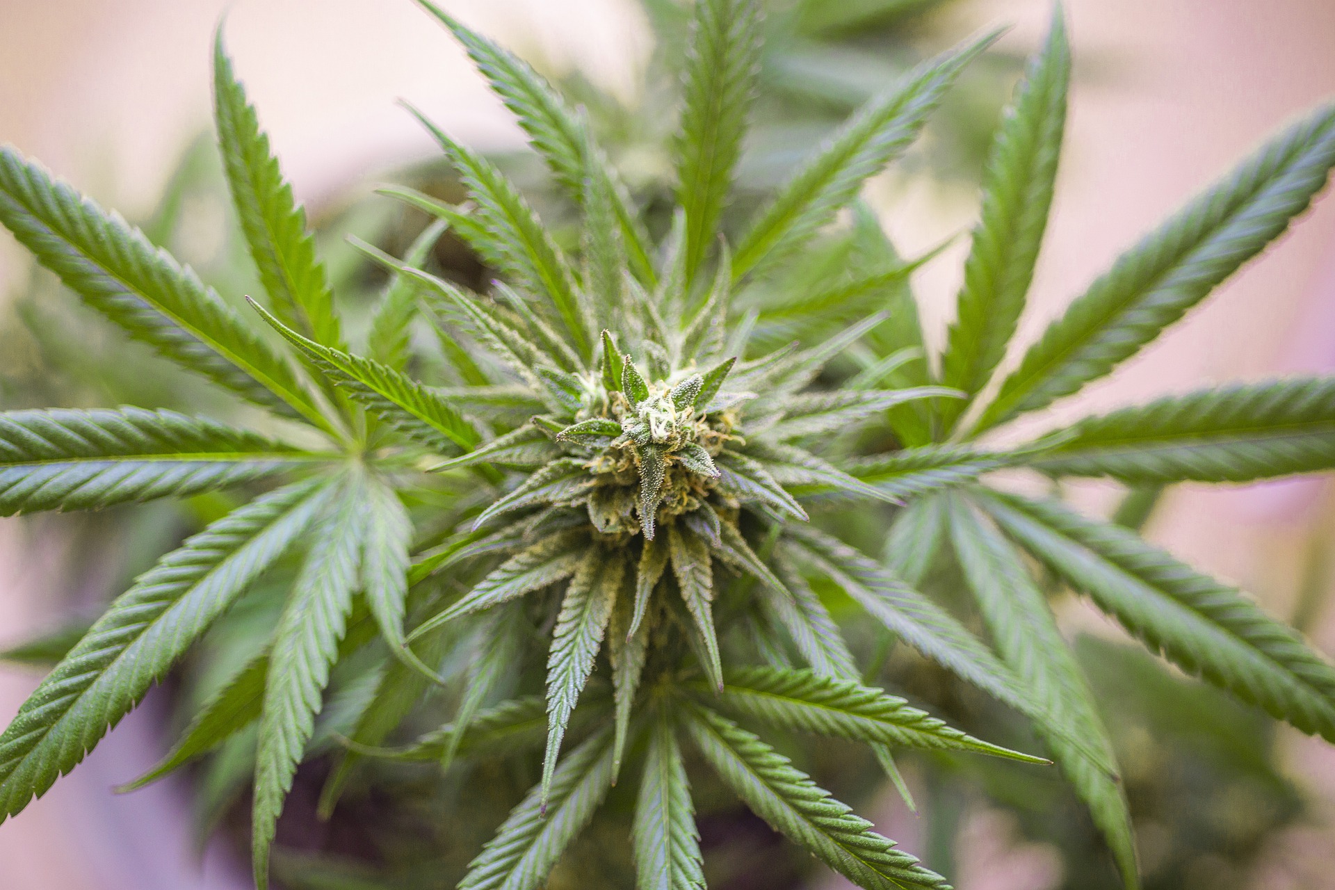 cannabis-legale