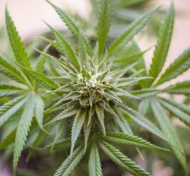 cannabis-legale