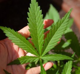 cannabis in casa