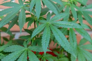 Canapa Sativa