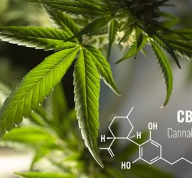 Il cbd